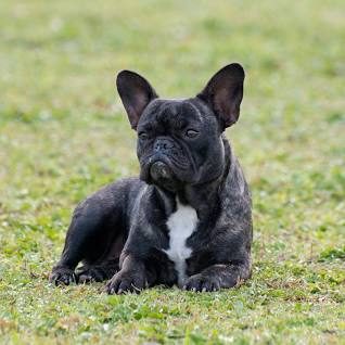 Französische Bulldogge