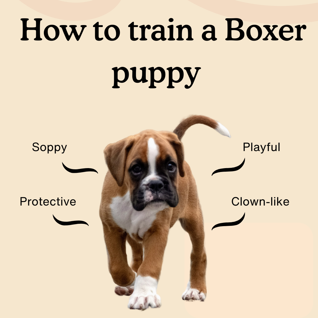 boxer hund Sind Boxer aggressive Hunde?