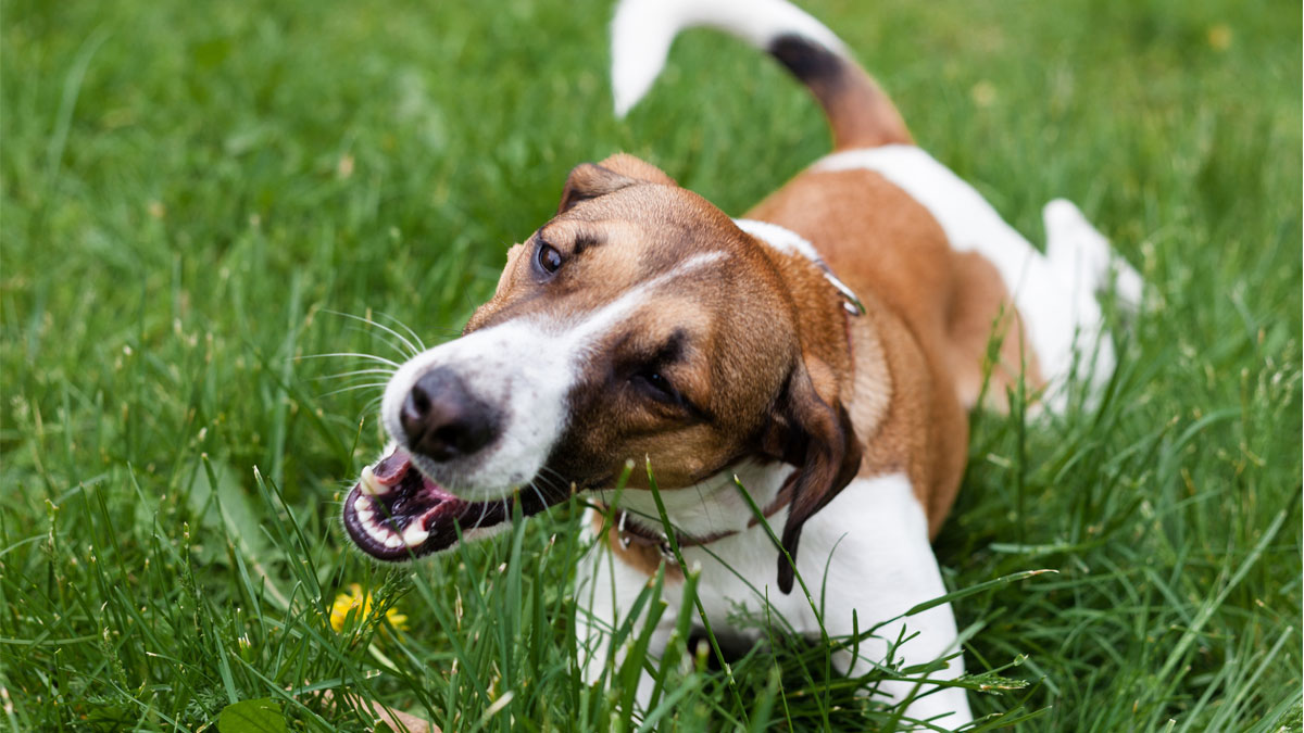 warum fressen hunde gras