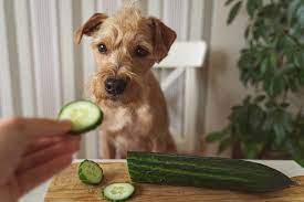 welches gemüse dürfen hunde essen