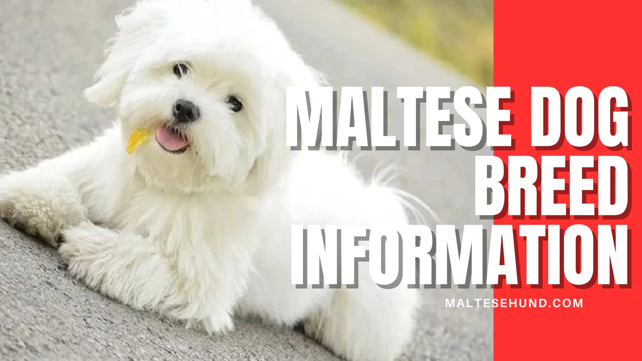 Maltese dog lying on the ground with fluffy white fur, smiling with tongue out, accompanied by text 'Maltese Dog Breed Information'