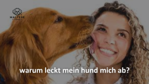 Ein Golden Retriever leckt das Gesicht einer lachenden Frau mit lockigen Haaren ab. Der Text auf dem Bild lautet: „Warum leckt mein Hund mich ab?“ In der oberen linken Ecke befindet sich ein Logo mit der Aufschrift „Maltese Hund“
