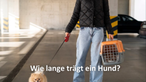 Eine Person mit einer schwarzen Jacke und blauen Jeans geht durch eine Parkgarage. In der einen Hand hält sie eine Hundetransportbox, in der anderen eine rote Flexileine mit einem kleinen, flauschigen Hund, möglicherweise ein Pomeranian. Der Text „Wie lange trägt ein Hund?“ ist über das Bild gelegt.